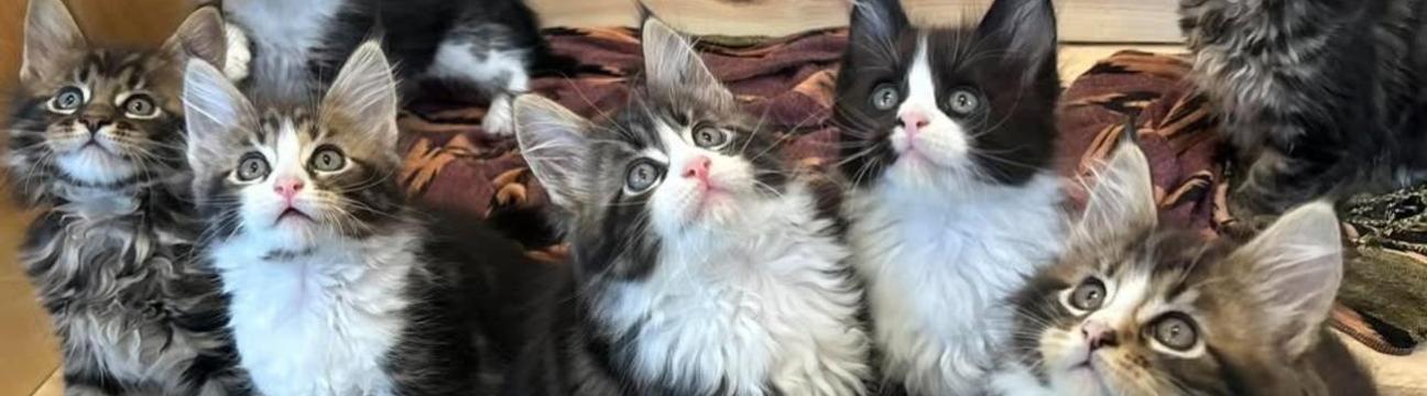 Midcoast Maine Coons N Doodles